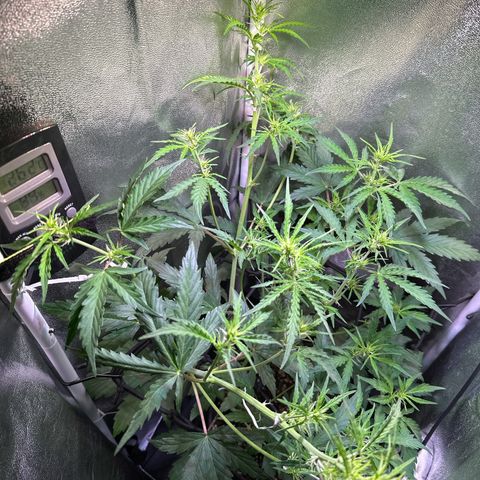 CookiesGelato 🍪 growlog timeline photo