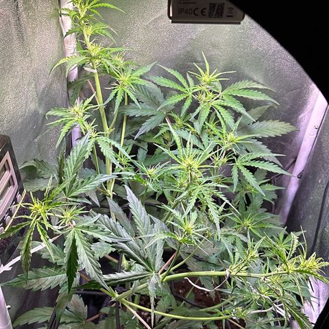 CookiesGelato 🍪 growlog timeline photo