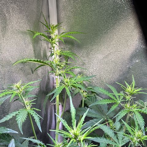 CookiesGelato 🍪 growlog timeline photo
