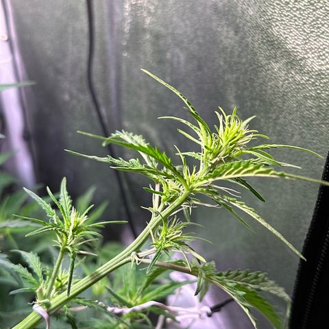 CookiesGelato 🍪 growlog timeline photo