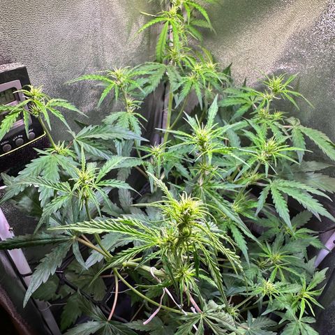 CookiesGelato 🍪 growlog timeline photo
