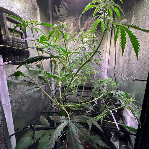CookiesGelato 🍪 growlog timeline photo