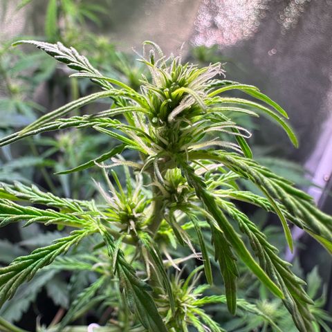 CookiesGelato 🍪 growlog timeline photo
