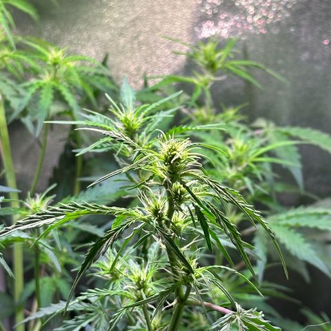 CookiesGelato 🍪 growlog timeline photo