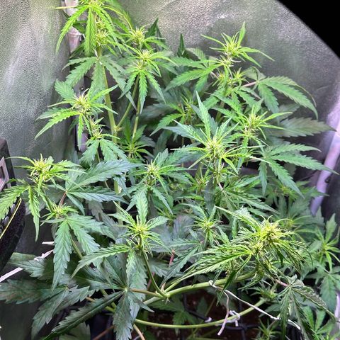 CookiesGelato 🍪 growlog timeline photo