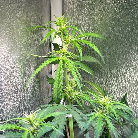 CookiesGelato 🍪 growlog timeline photo