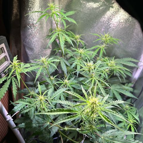 CookiesGelato 🍪 growlog timeline photo