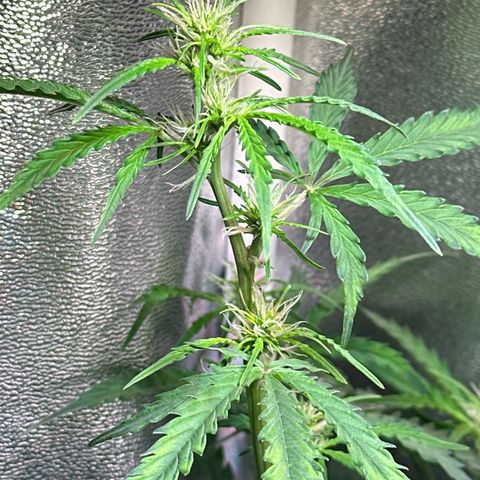 CookiesGelato 🍪 growlog timeline photo