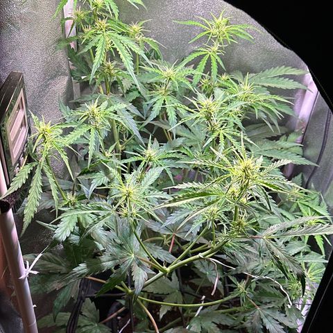 CookiesGelato 🍪 growlog timeline photo