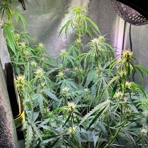 CookiesGelato 🍪 growlog timeline photo
