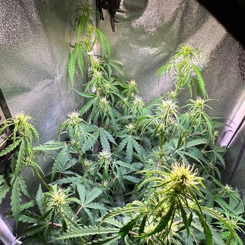 CookiesGelato 🍪 growlog timeline photo