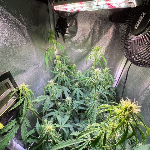 CookiesGelato 🍪 growlog timeline photo