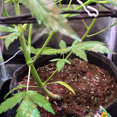 CookiesGelato 🍪 growlog timeline photo