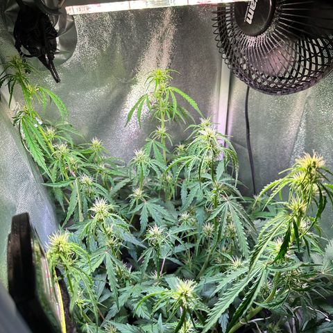 CookiesGelato 🍪 growlog timeline photo