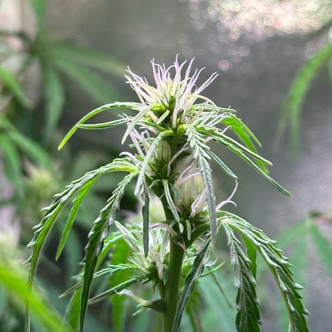 CookiesGelato 🍪 growlog timeline photo