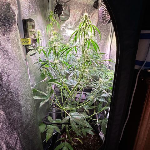CookiesGelato 🍪 growlog timeline photo