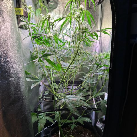 CookiesGelato 🍪 growlog timeline photo