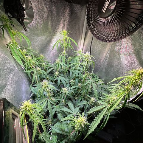 CookiesGelato 🍪 growlog timeline photo