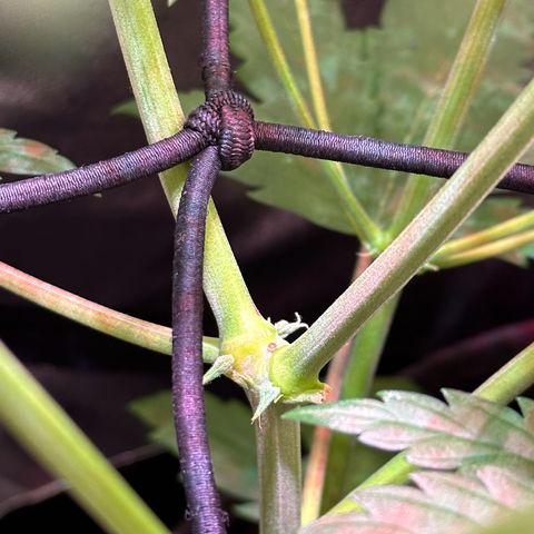 CookiesGelato 🍪 growlog timeline photo