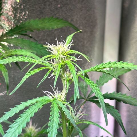CookiesGelato 🍪 growlog timeline photo