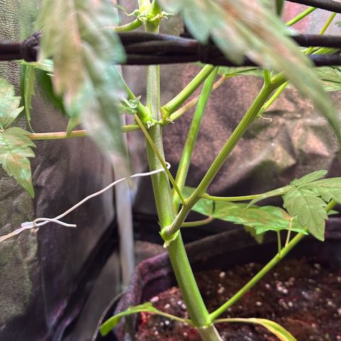 CookiesGelato 🍪 growlog timeline photo