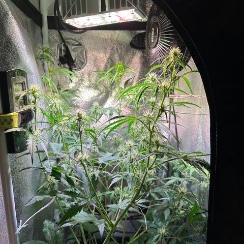 CookiesGelato 🍪 growlog timeline photo