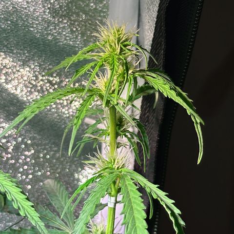 CookiesGelato 🍪 growlog timeline photo