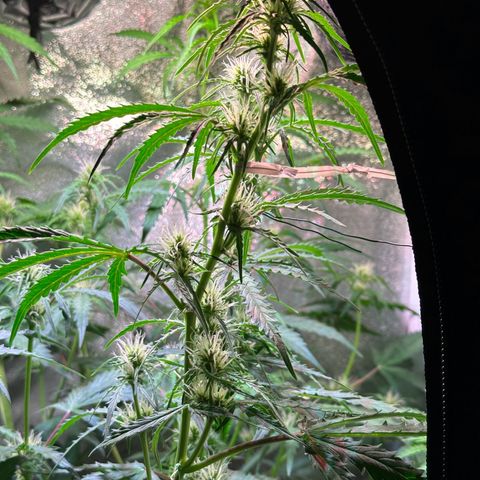 CookiesGelato 🍪 growlog timeline photo