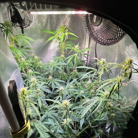 CookiesGelato 🍪 growlog timeline photo