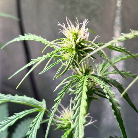 CookiesGelato 🍪 growlog photo: Sidebud