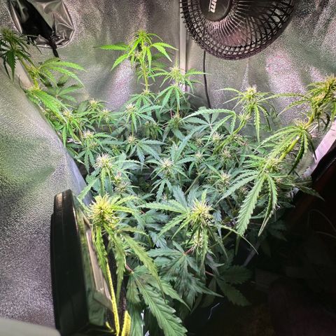 CookiesGelato 🍪 growlog timeline photo