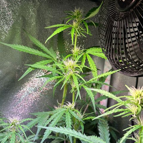 CookiesGelato 🍪 growlog timeline photo