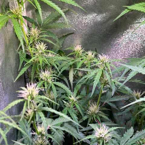CookiesGelato 🍪 growlog timeline photo