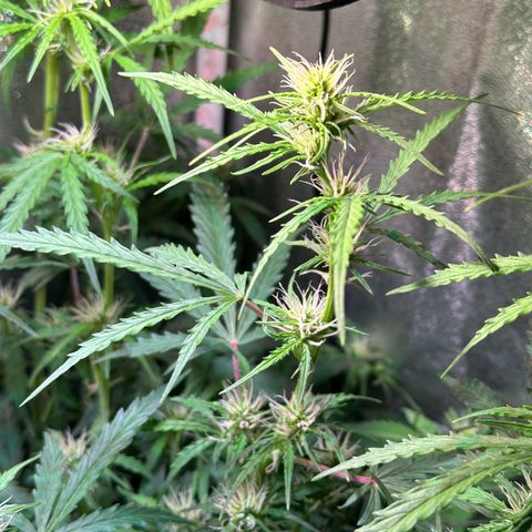 CookiesGelato 🍪 growlog timeline photo