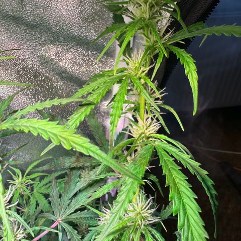 CookiesGelato 🍪 growlog timeline photo