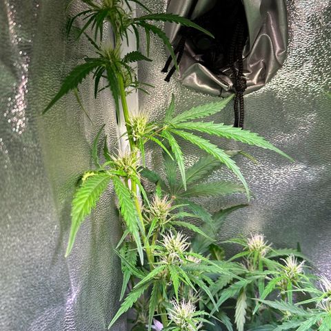 CookiesGelato 🍪 growlog timeline photo