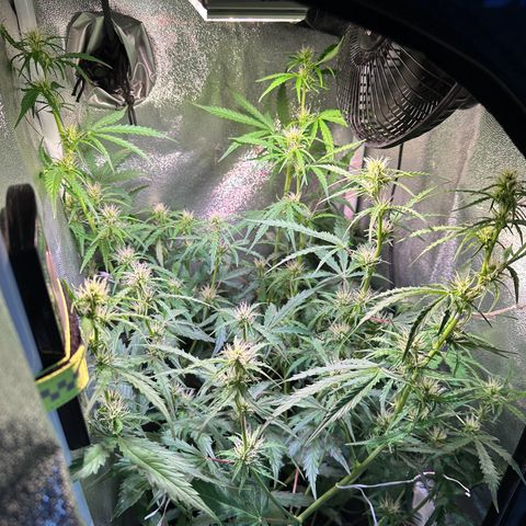 CookiesGelato 🍪 growlog timeline photo