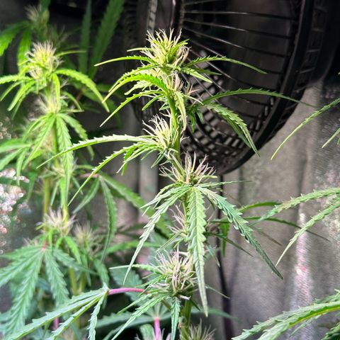 CookiesGelato 🍪 growlog timeline photo