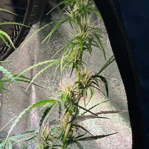 CookiesGelato 🍪 growlog timeline photo