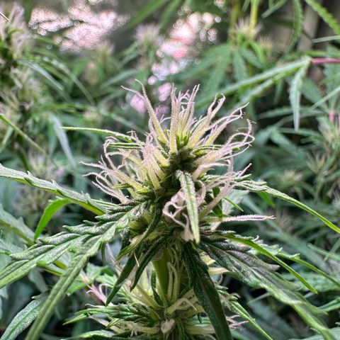 CookiesGelato 🍪 growlog timeline photo