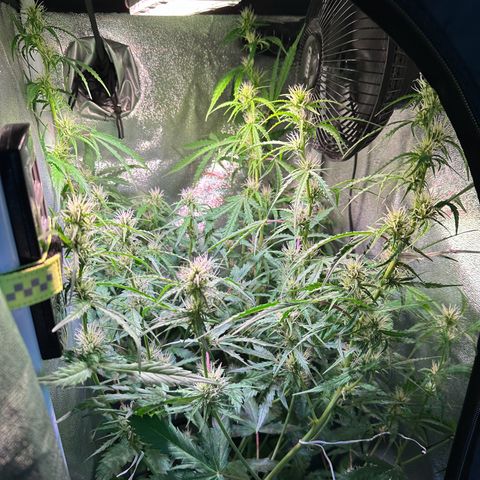CookiesGelato 🍪 growlog timeline photo