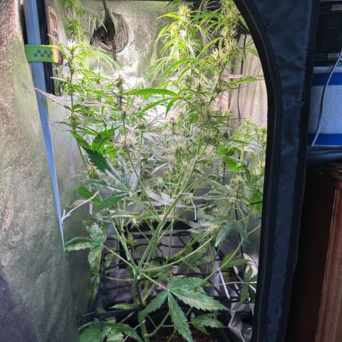 CookiesGelato 🍪 growlog timeline photo