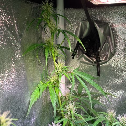 CookiesGelato 🍪 growlog timeline photo