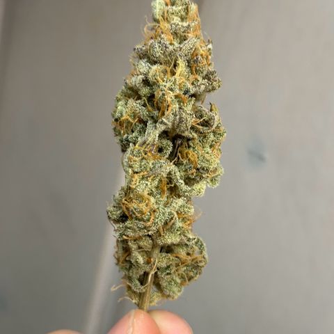 Royal Jack Auto growlog timeline photo