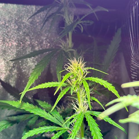 CookiesGelato 🍪 growlog timeline photo