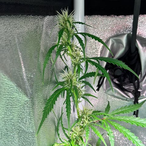 CookiesGelato 🍪 growlog timeline photo