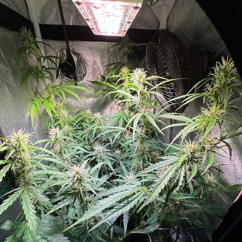 CookiesGelato 🍪 growlog timeline photo