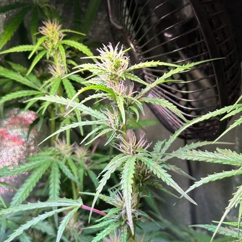 CookiesGelato 🍪 growlog timeline photo