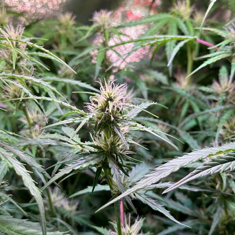 CookiesGelato 🍪 growlog timeline photo