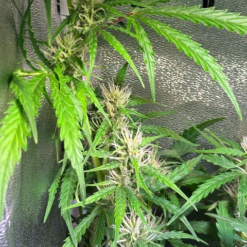 CookiesGelato 🍪 growlog timeline photo